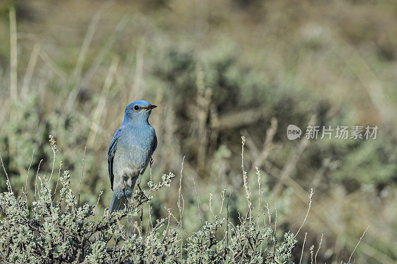 山蓝知更鸟(Sialia currucoides)是一种小型迁徙画眉，发现于北美西部山区。马勒尔国家野生动物保护区，俄勒冈州。雀形目,鸫科。男性。